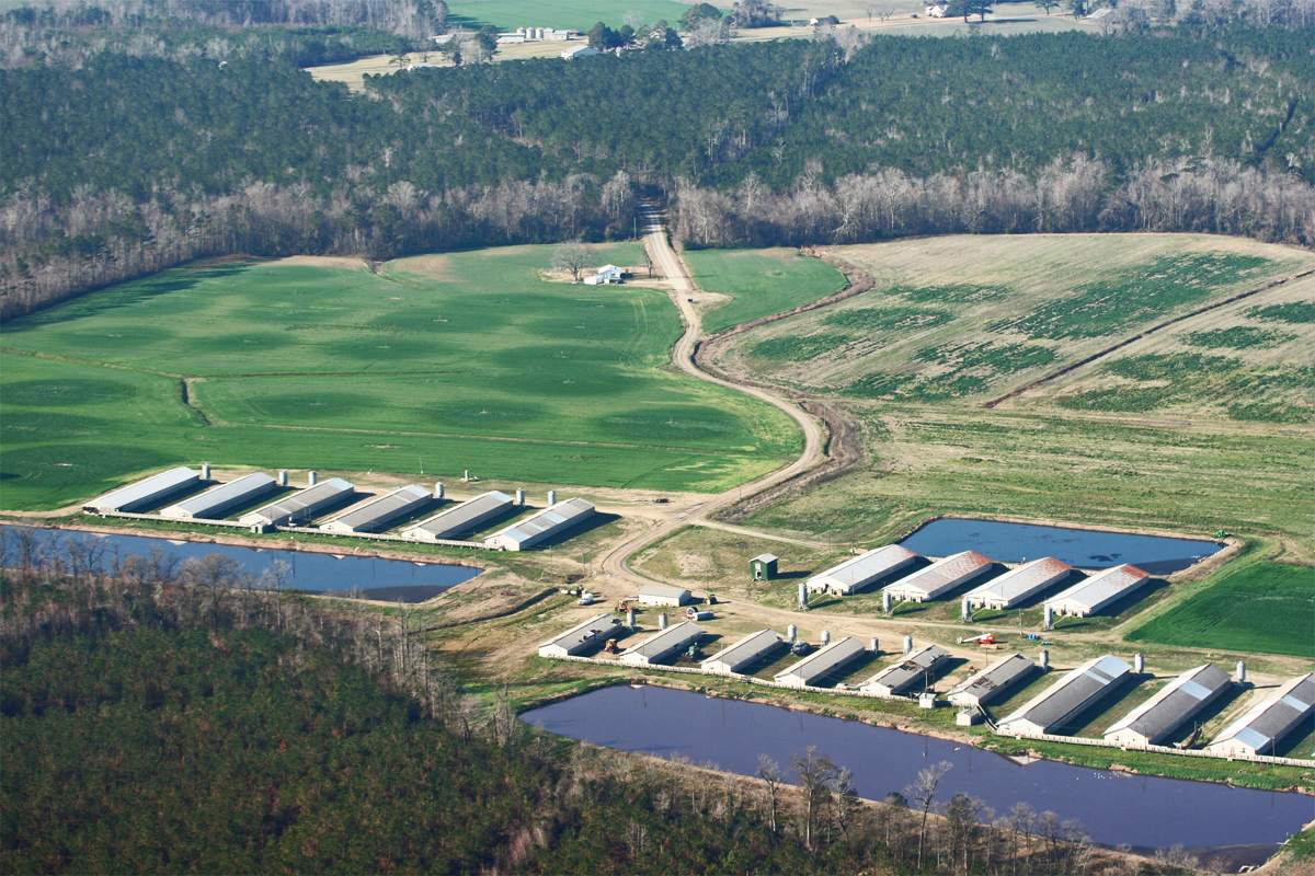 NC GOP Protects Factory Farms' Right to Pollute | Civil Eats