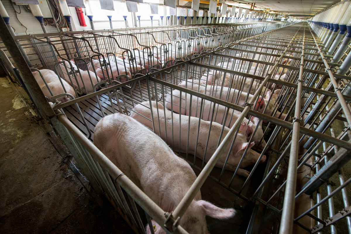 After a Decade of Promises, Has the Food Industry Made Progress on Gestation Crates? | Civil Eats