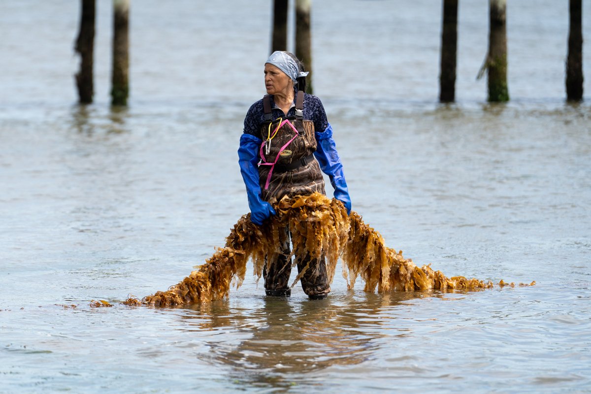 Can Seaweed Save American Shellfish? | Civil Eats