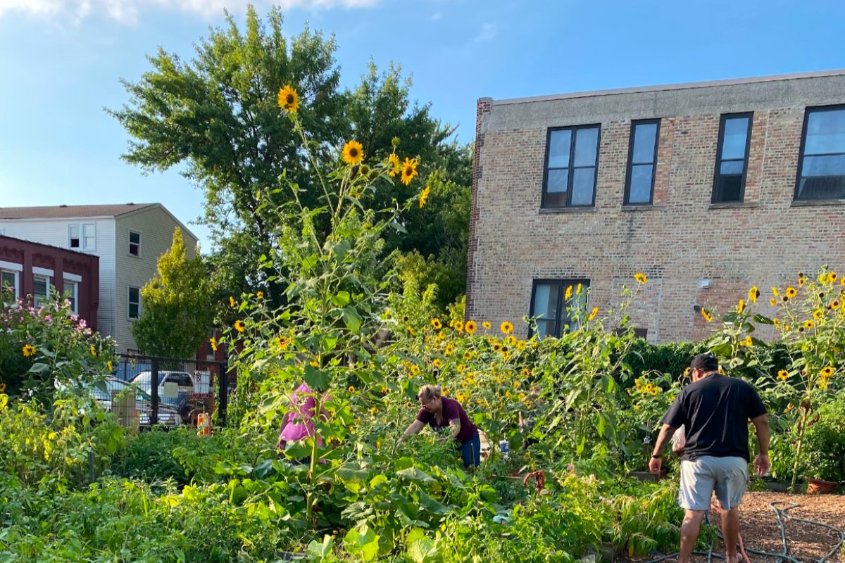 Chicago Environmental Organization Feeds Community | Civil Eats