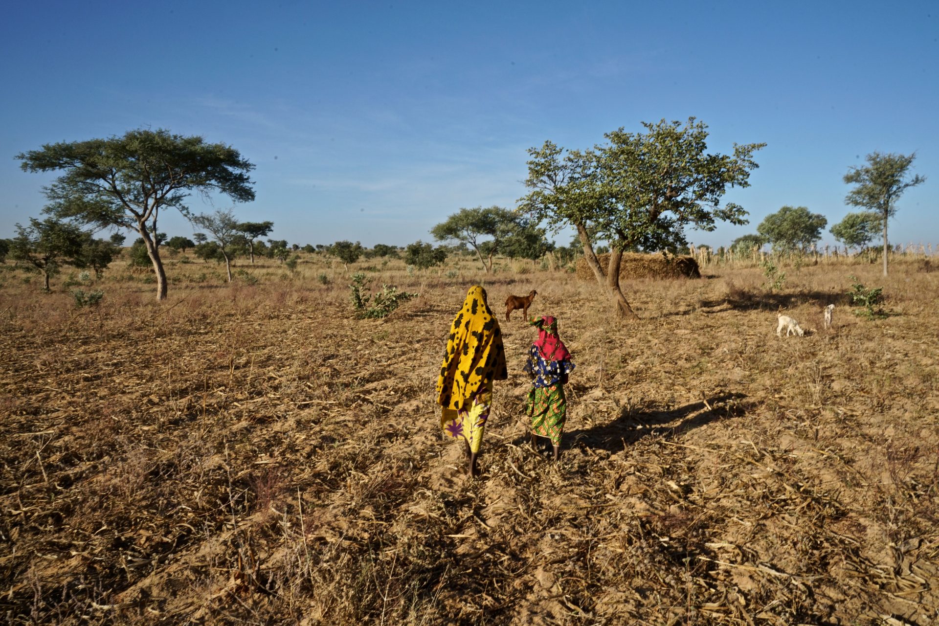 CIVIC Calls for Transparent Investigation and Response to Airstrike on Niger-Nigeria Border | Center for Civilians in Conflict