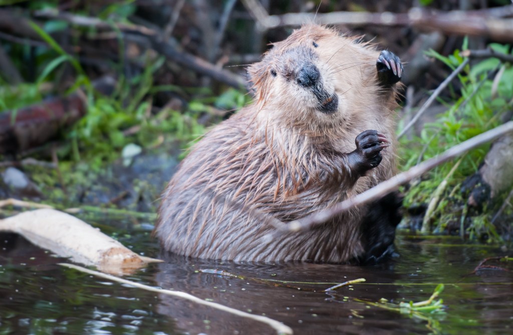 Leave it to Beavers - Clean Water Services