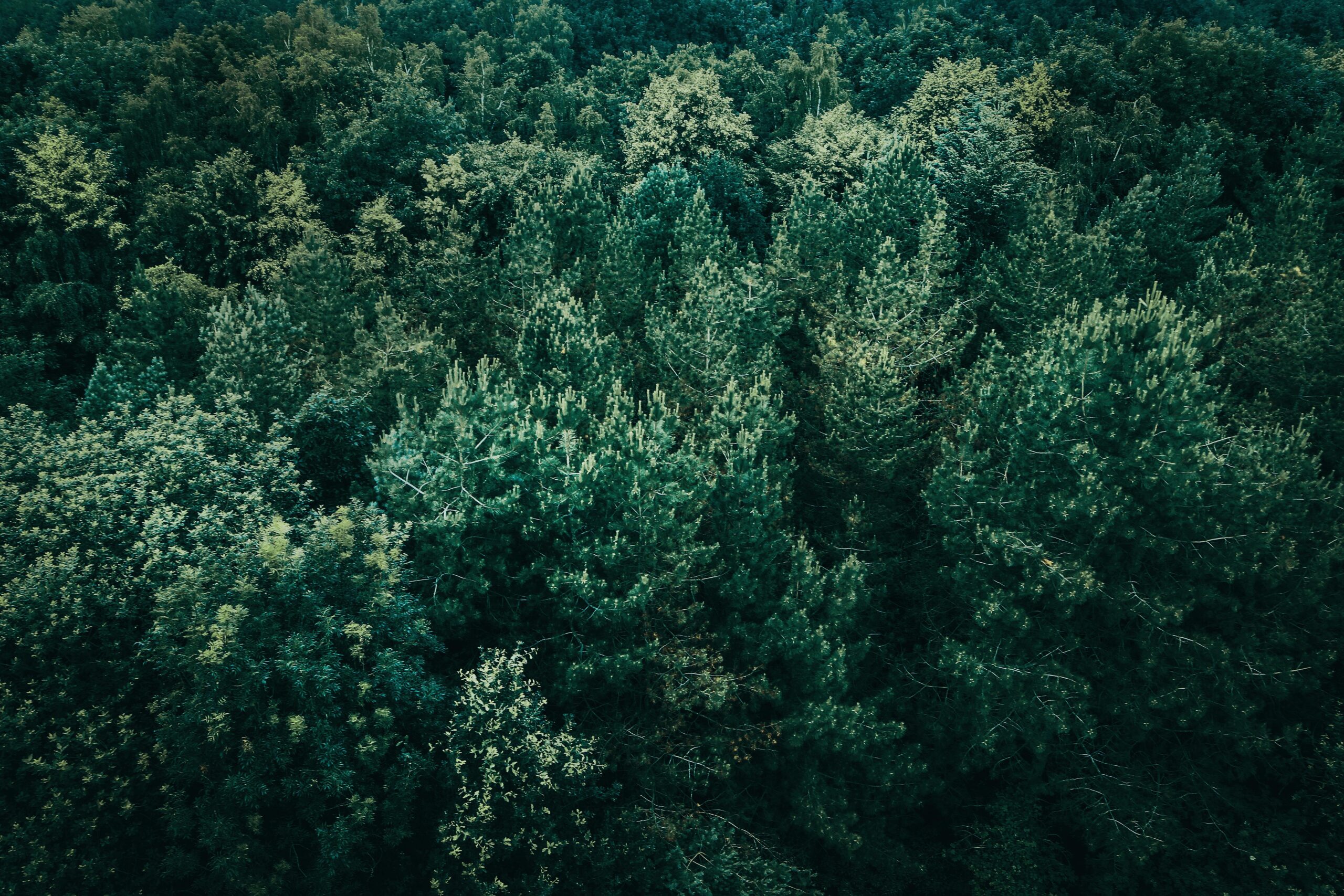 Harnessing the Potential of Congo Basin: Sustainable Development Strategies - CLG Global
