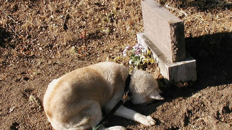 This Dog Stayed By His Owner’s Grave For 10 Years Due To Our Country’s Lack Of Canine Grieving Resources - ClickHole