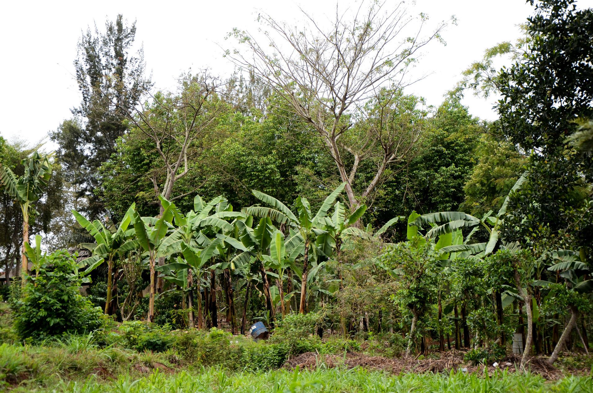 Advancing Climate Resilience Through Food Systems Transformation - Climate Focus