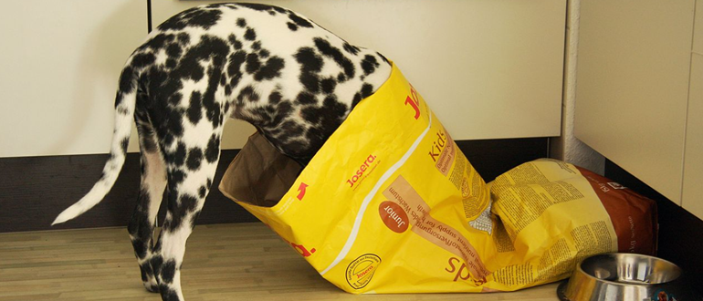 How Anthropic Dogfoods On Claude Code - Cloud Native Now