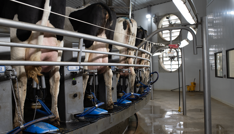 How will avian influenza impact milk supply?