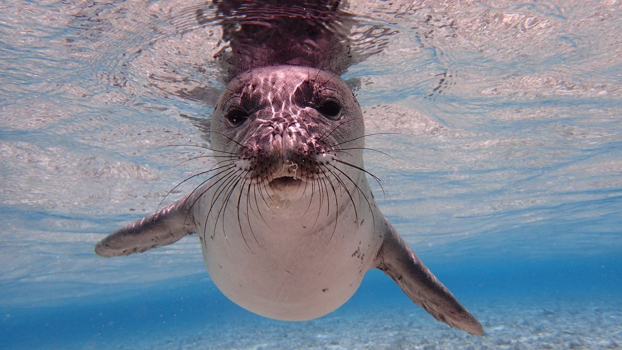The Top 10 Ocean Biodiversity Hotspots to Protect - CNCL