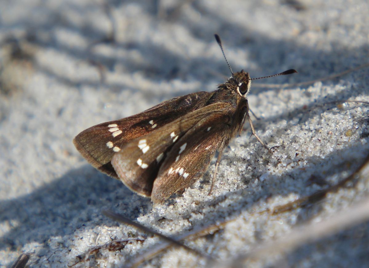 Tales from the dunes: Butterflies in science, sentiment | Coastal Review