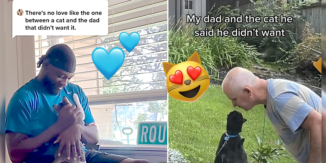 Videos of Dads and Cats After They Said They Didn't Want Them