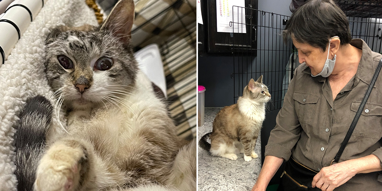 Wishbone the Cat Finds Luck and a New Life After Weeks Trapped Alone