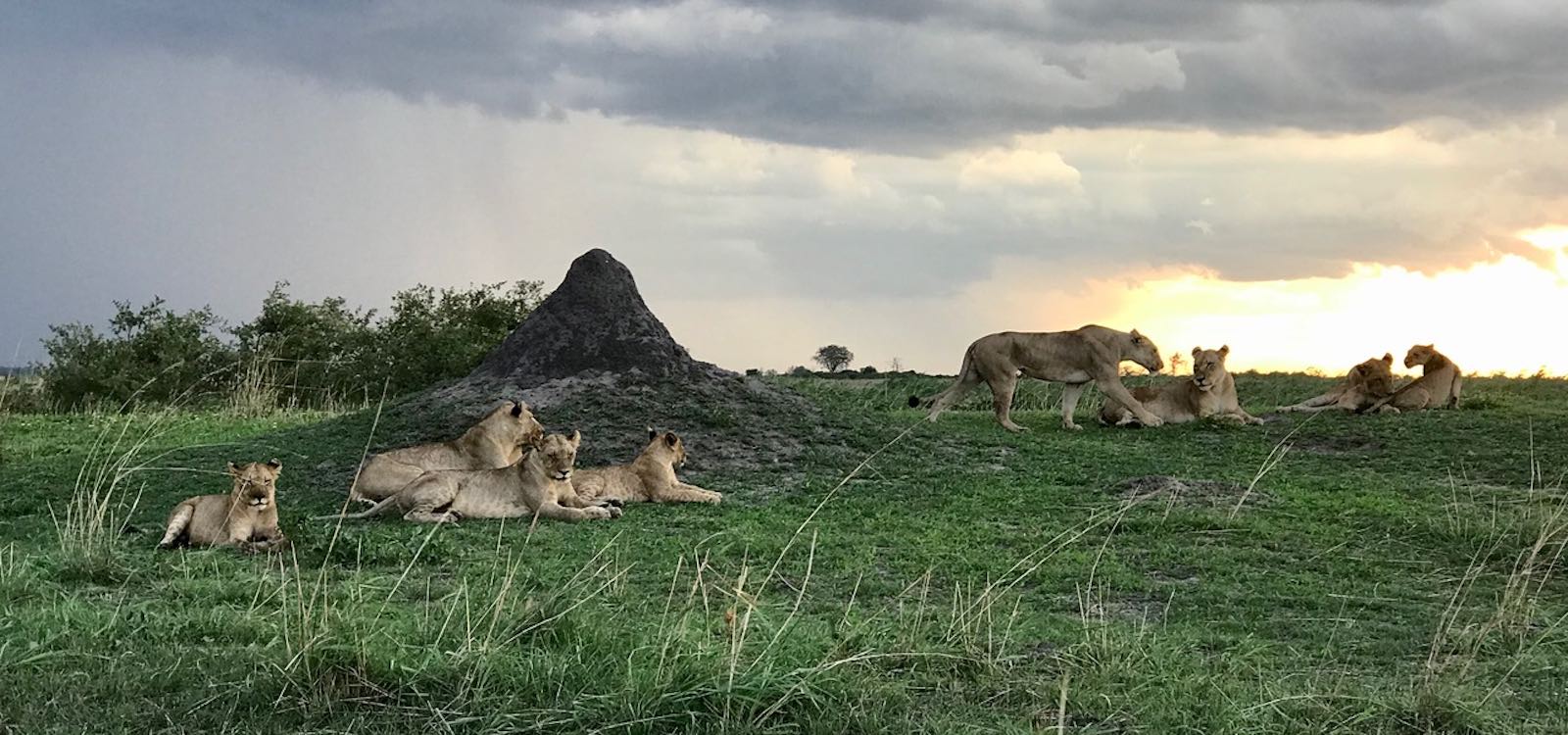 Conserving lions in the heart of KAZA – The Kwando Carnivore Project