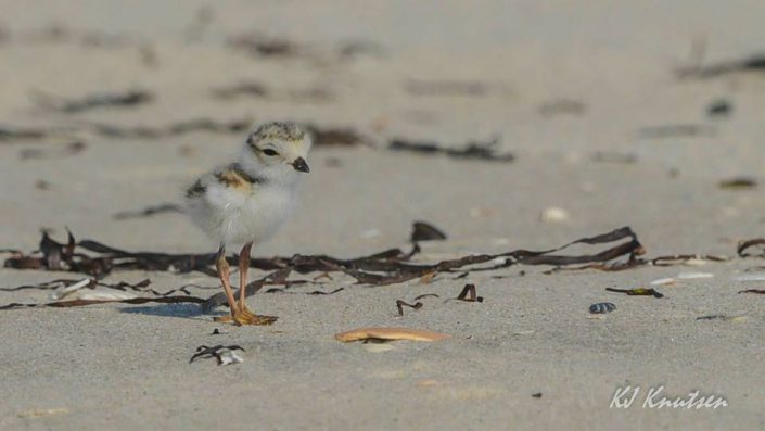 Beachnester Buzz: Piping Plovers Return to Island Beach State Park - Conserve Wildlife Foundation of NJ
