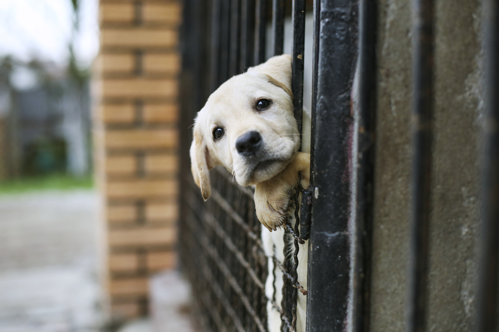 PETA Killed Nearly 1,600 Cats and Dogs in 2019 - Center for Consumer Freedom - Center for Consumer Freedom