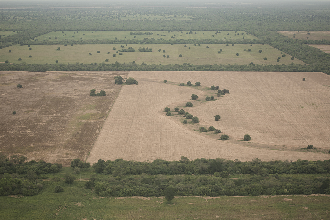 Soy Production’s Impact on Forests in South America | GFW Blog
