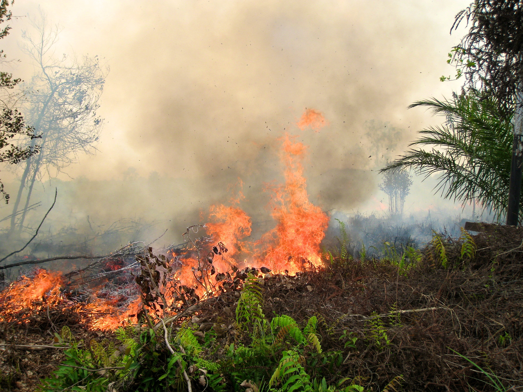 What Happened to Forests in 2021? | Global Forest Watch Blog