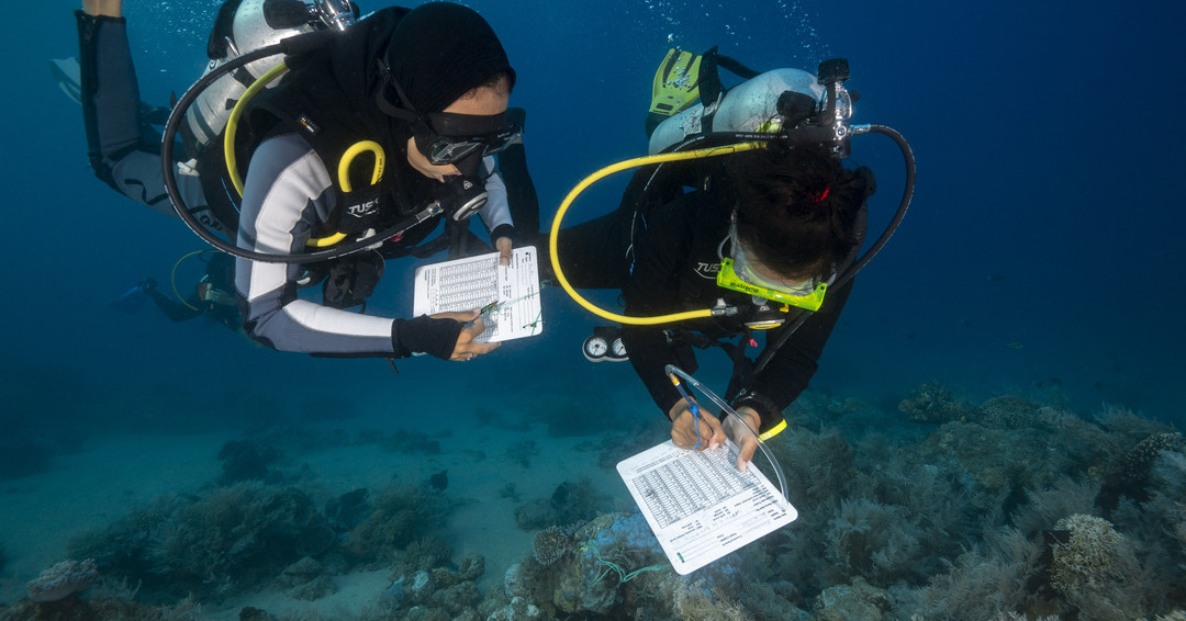 COSMARINDO: Enhancing coral restoration in Indonesia through monitoring and education - CORDAP