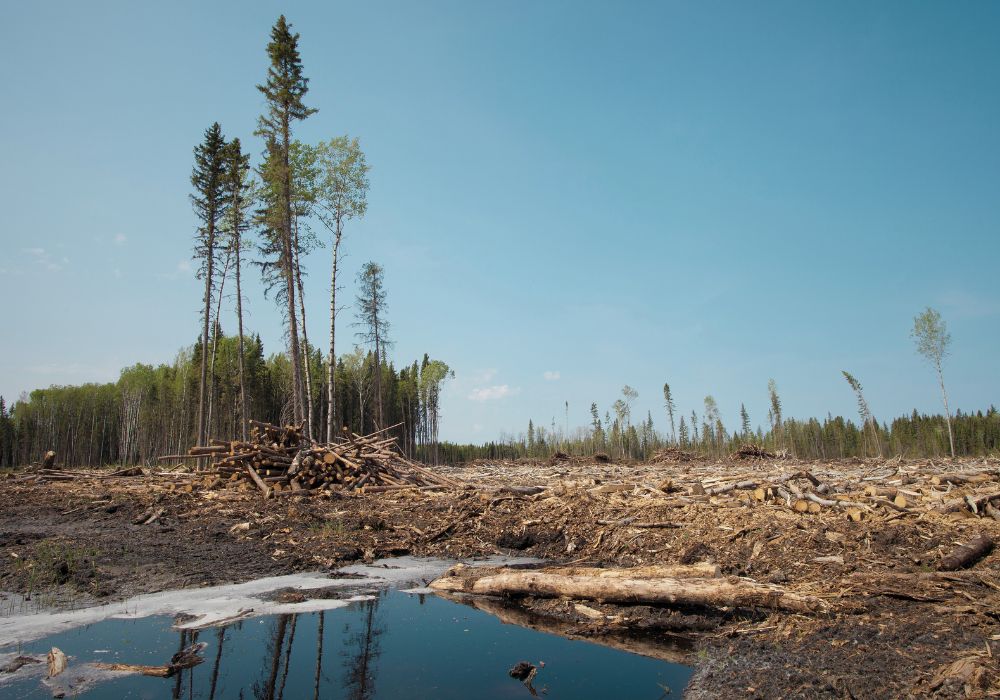 Canada’s 2 Billion Trees program was troubled. Its loss still hurts. | Corporate Knights