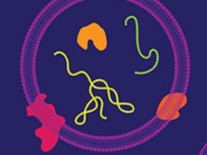 Trapping Extracellular RNAs: An interview with Louise Laurent about the Extracellular RNA Communication Consortium