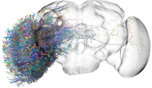 Professor Eyal Gruntman earns funding for cutting-edge equipment to probe the brains of flies - Department of Cell & Systems Biology