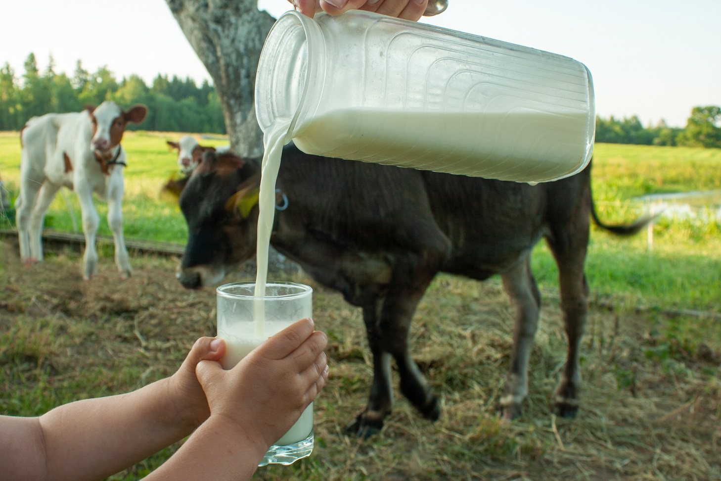 States set the rules on intrastate sales of raw milk; the issue is getting more attention with the enactment of new laws and spread of avian flu to cattle - CSG Midwest - CSG Midwest