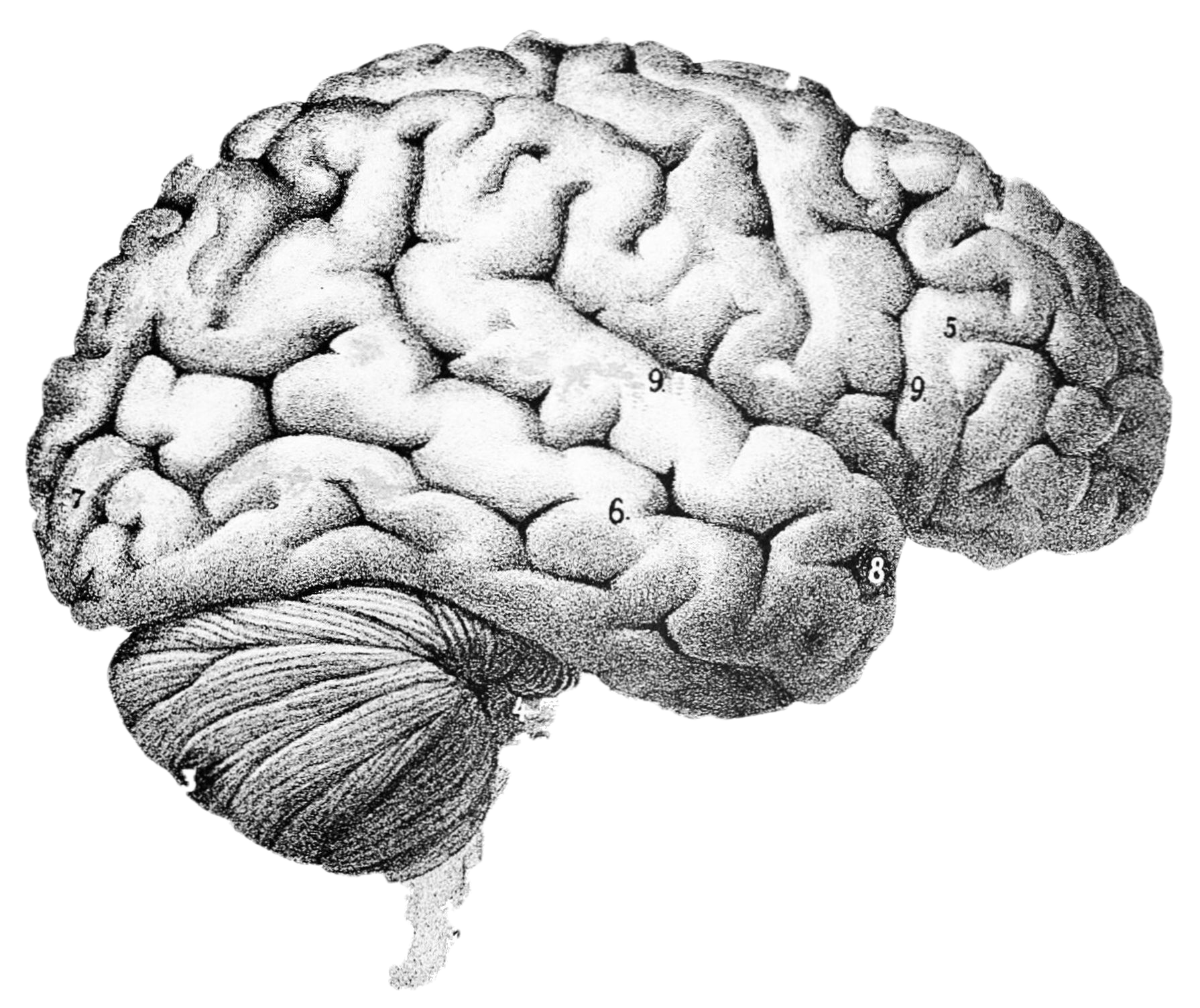 OpenBCI Background on the Brain: The Regional Brain — The Autodidacts