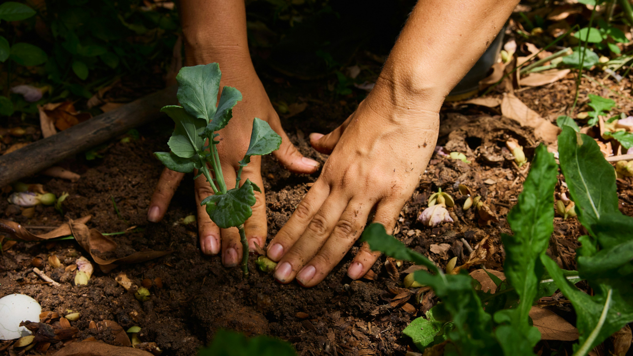 Replanting Articles: Bring Legacy Posts to Your Website | Cybercultural