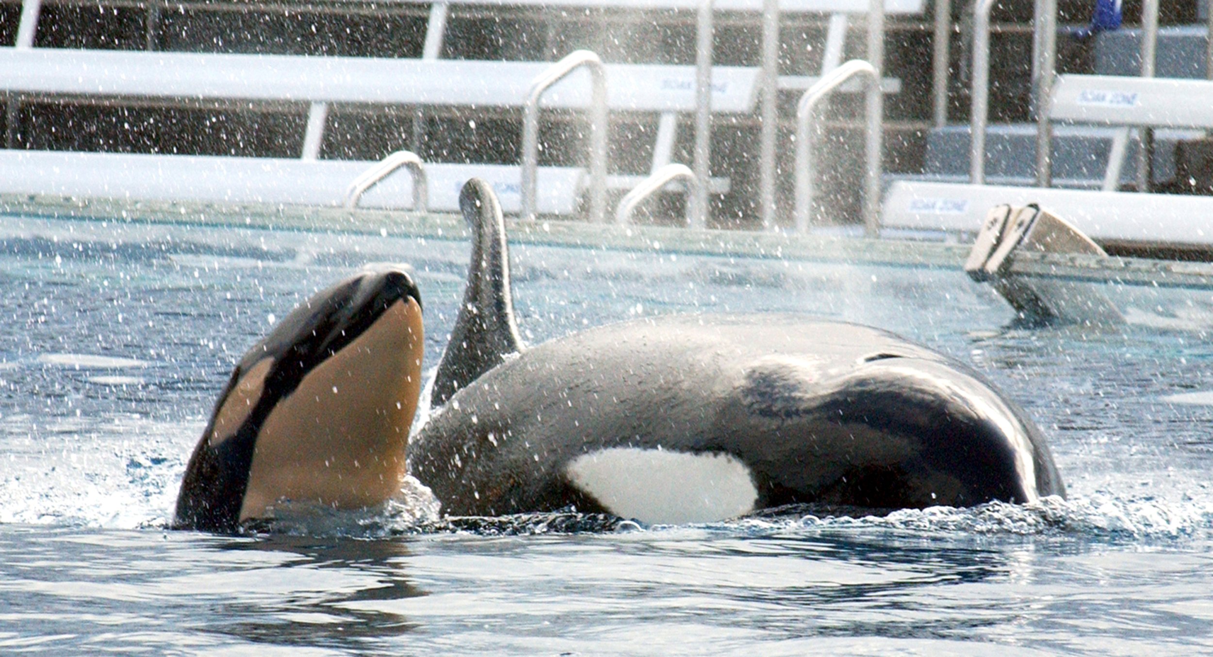 SeaWorld CEO Jim Atchison Steps Down Amid Plummeting Park Attendance, Animal Rights Controversies | IBTimes