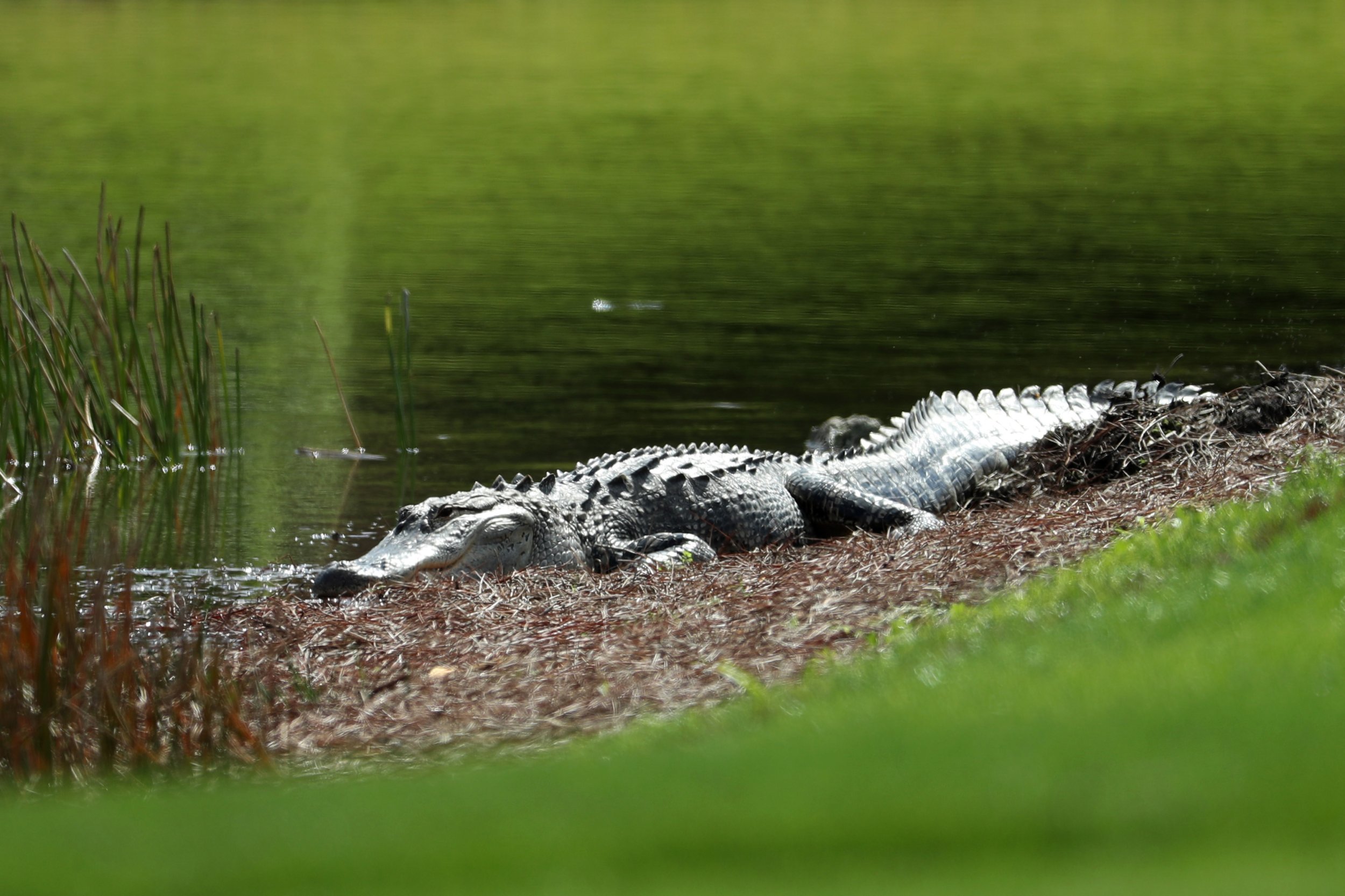 Watch: Alligator On South Carolina Golf Course Leaves Deer Family Unperturbed | IBTimes