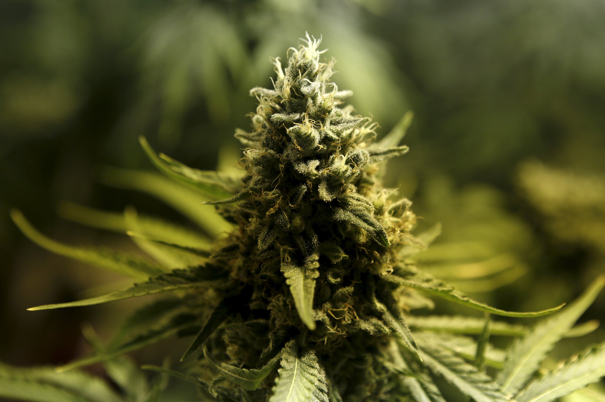 Marijuana's key compound THC may treat the brain-damaging effects of Alzheimer’s disease