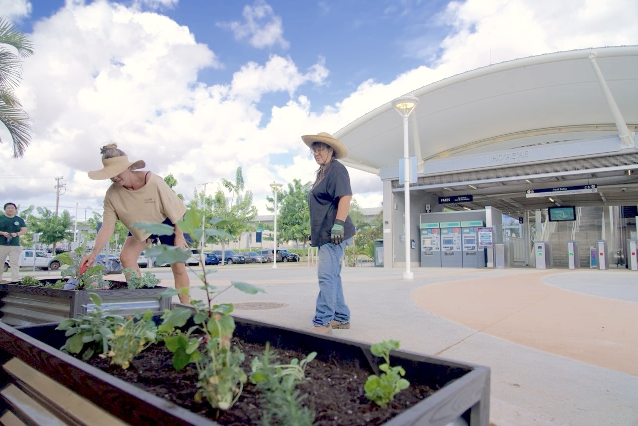 Changing Course, Honolulu Is Now Planting Food In Public Spaces - Honolulu Civil Beat