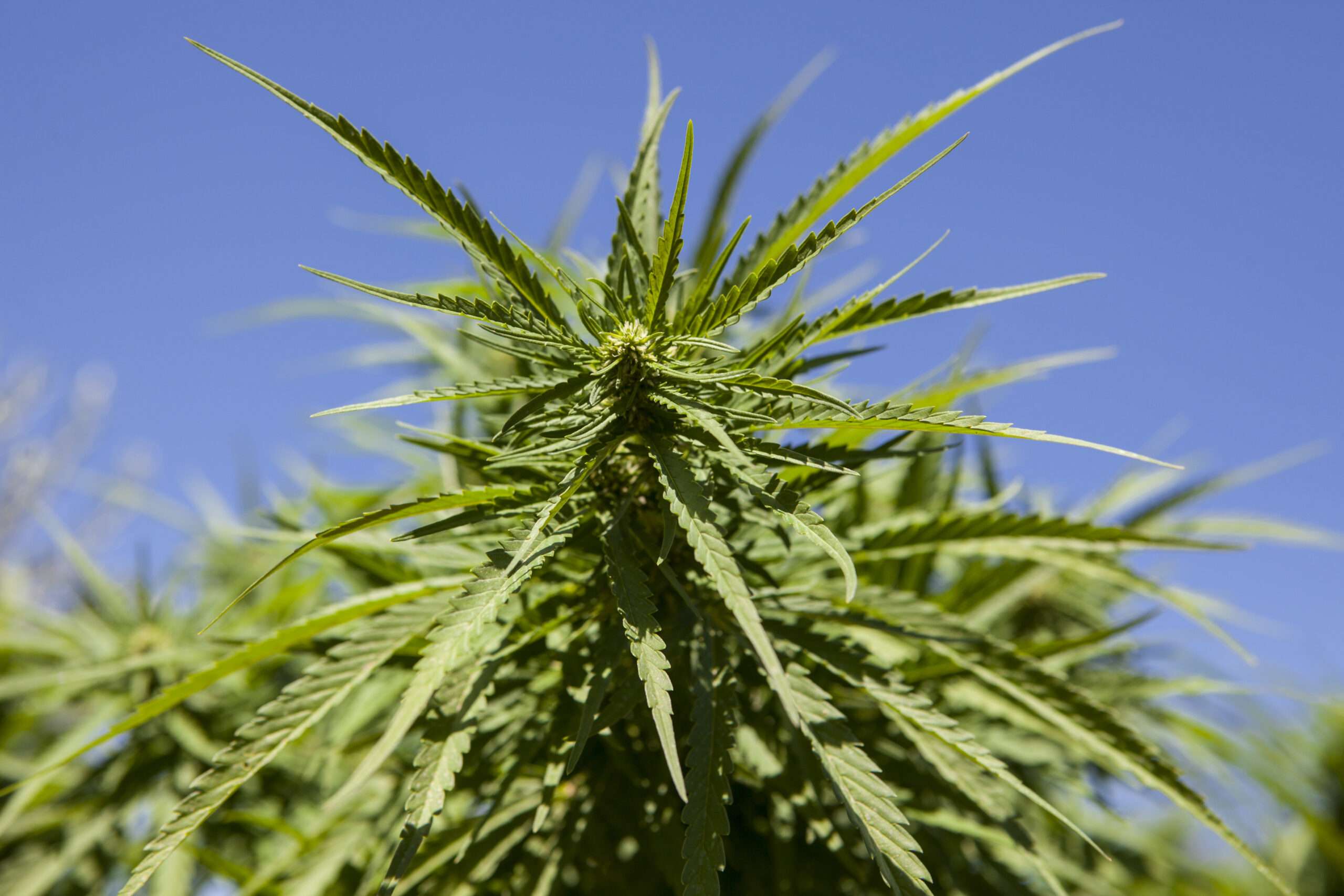 New Tennessee law puts liquor-style regulations on legal hemp