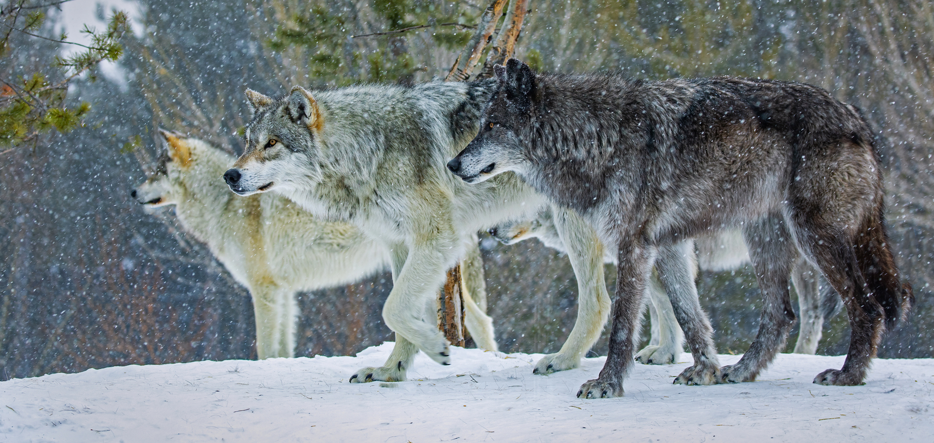 8 Incredible Wolf Facts Everyone Should Know