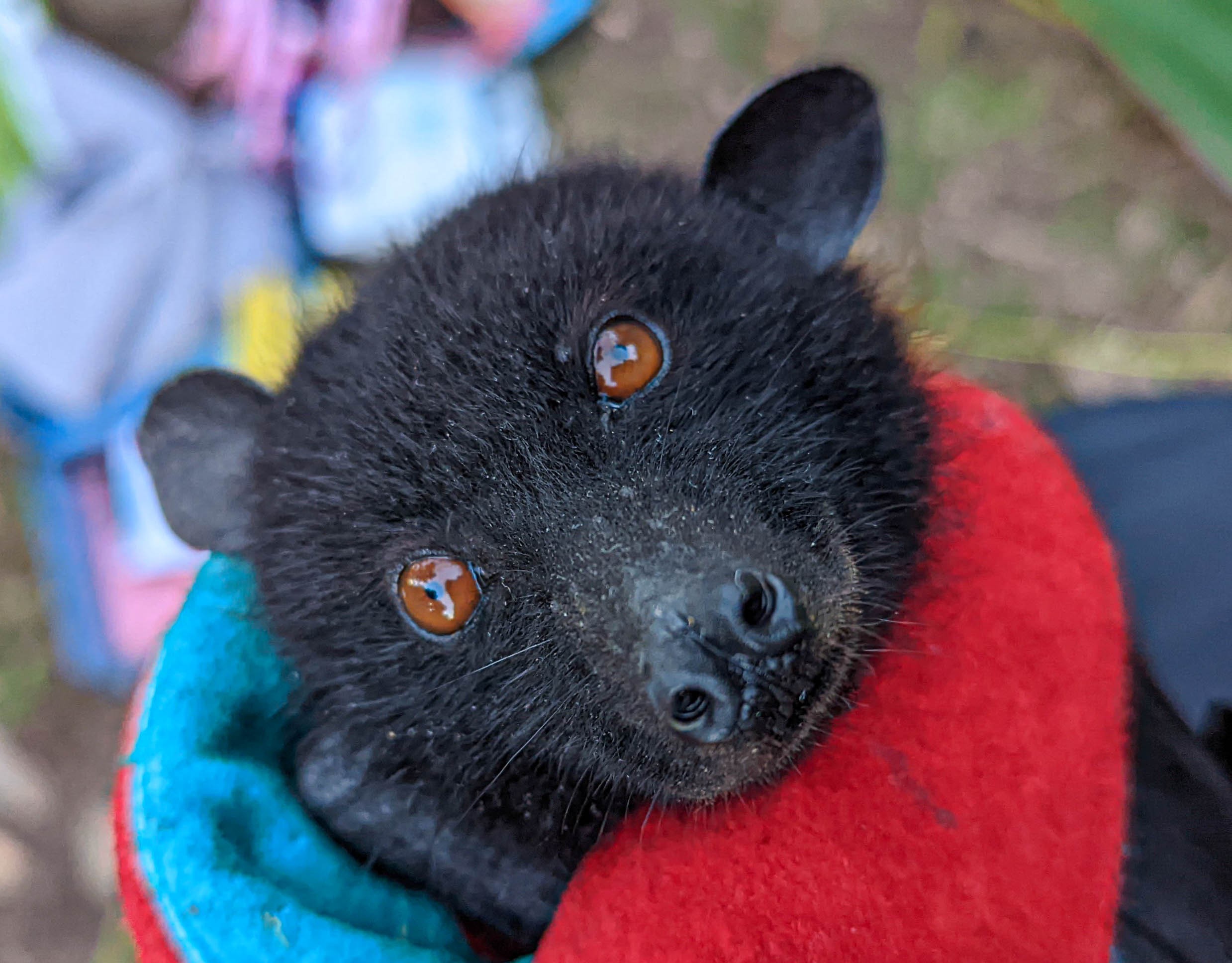 Livingstone's fruit bat population classified as 'Endangered'