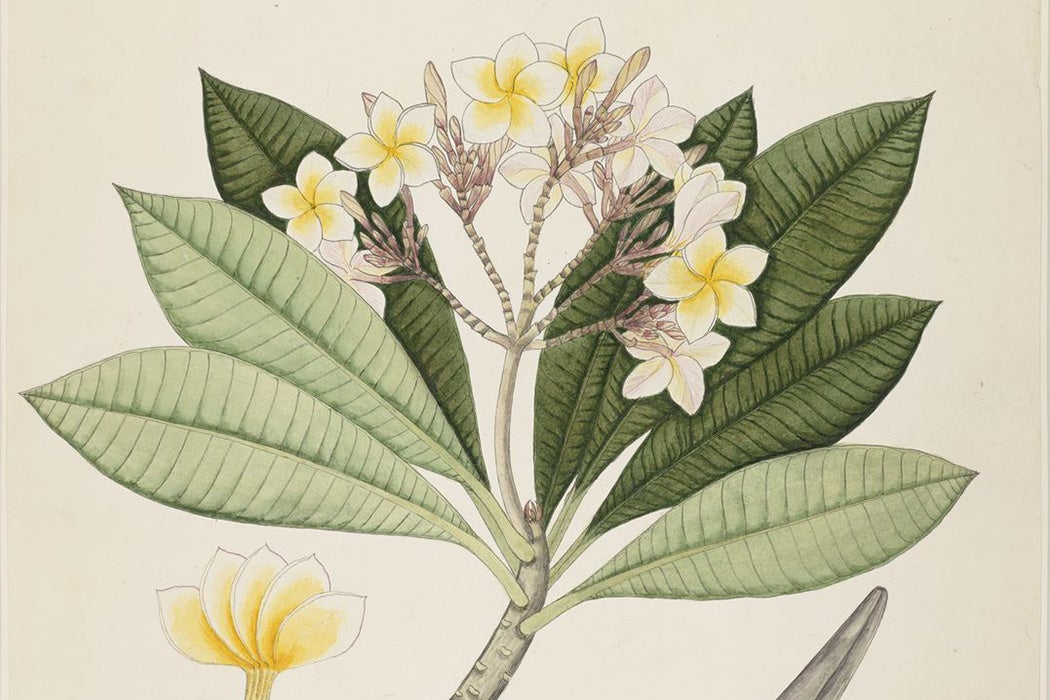 Plant of the Month: Frangipani - JSTOR Daily