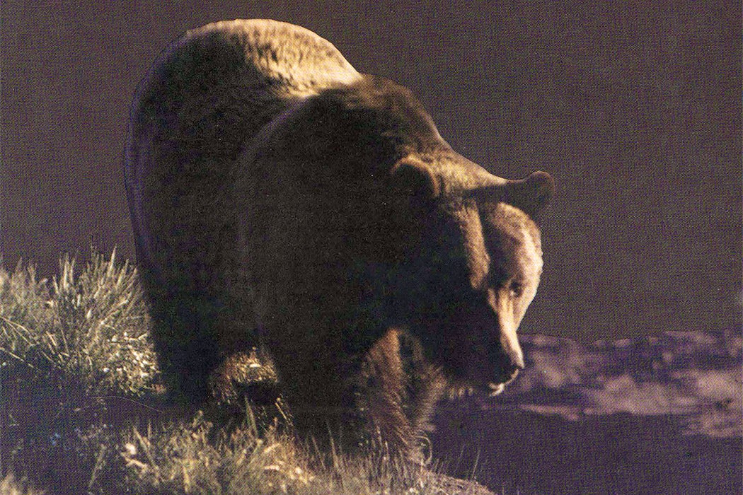 The Tamest Grizzly of Yellowstone - JSTOR Daily