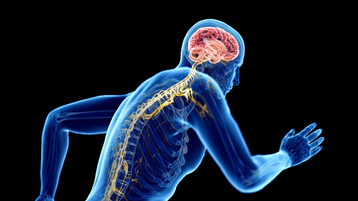 Voici pourquoi votre cerveau a besoin d'activités physiques