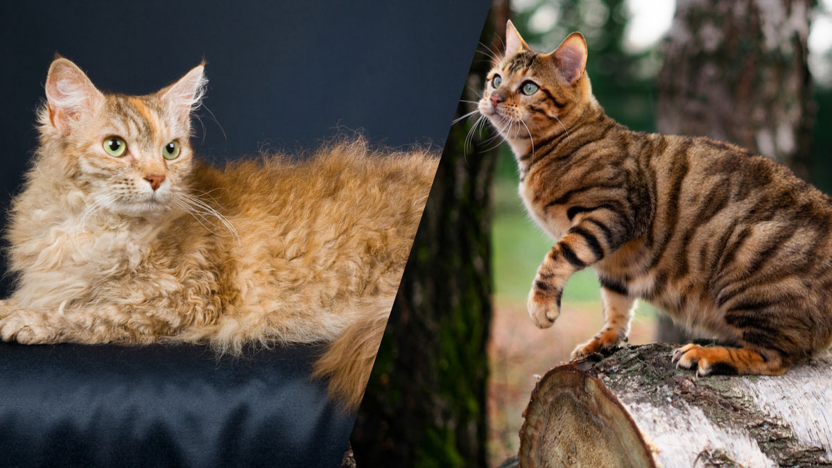Top 10 des races de chats rares et méconnues