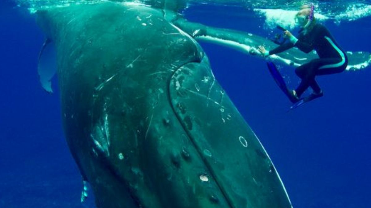 Cette scientifique retrouve la baleine qui l'a protégée d'un énorme requin