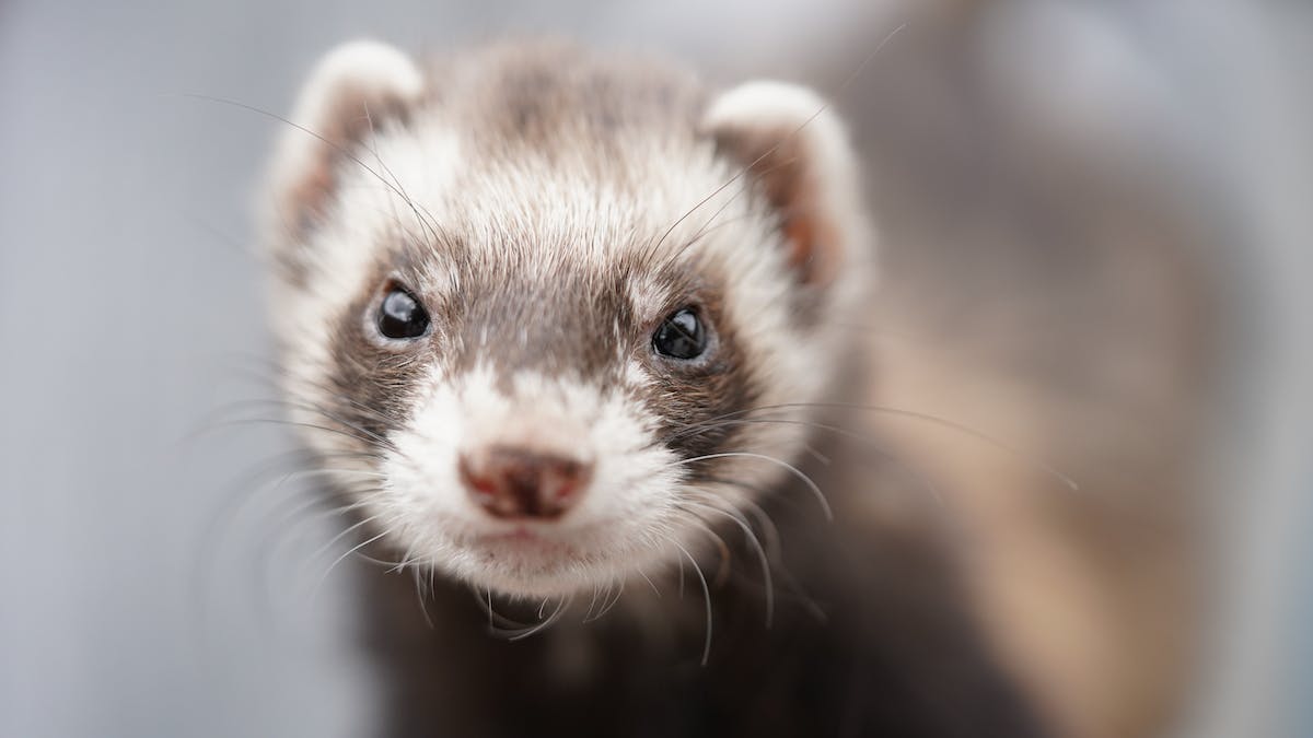 Pourquoi des physiciens ont-ils mis un furet dans un accélérateur de particules en 1971 ?