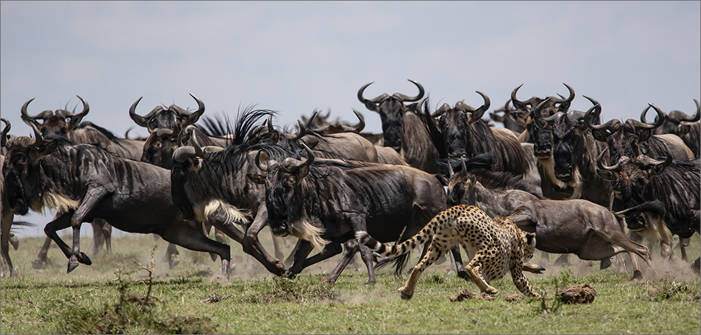 Africa calls for urgent climate, wildlife action - Daily News