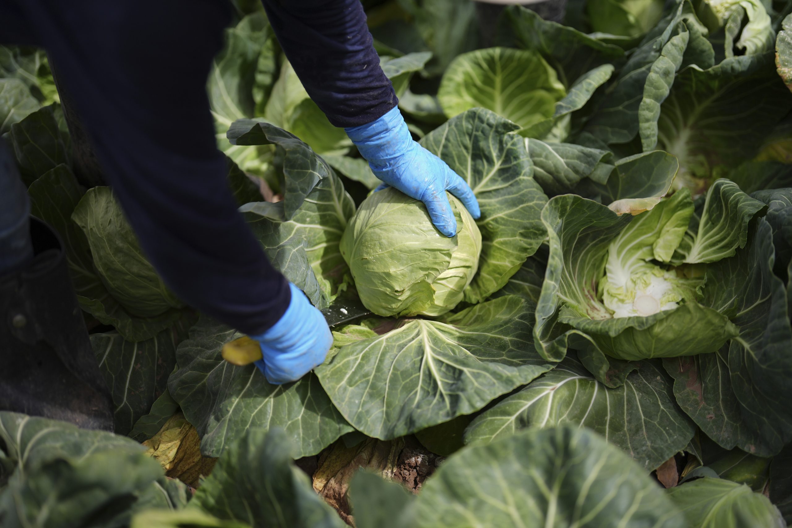 Farmers Still Owed Hundreds of Millions in REAP Payments After Federal Freeze | The Daily Yonder