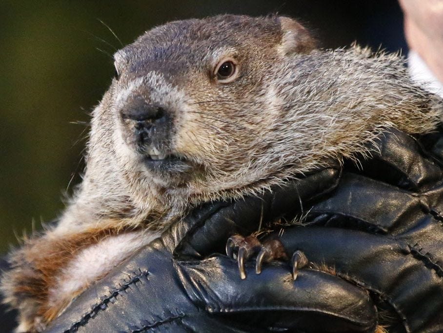 Punxsutawney Phil Groundhog Day shadow history | ydr.com