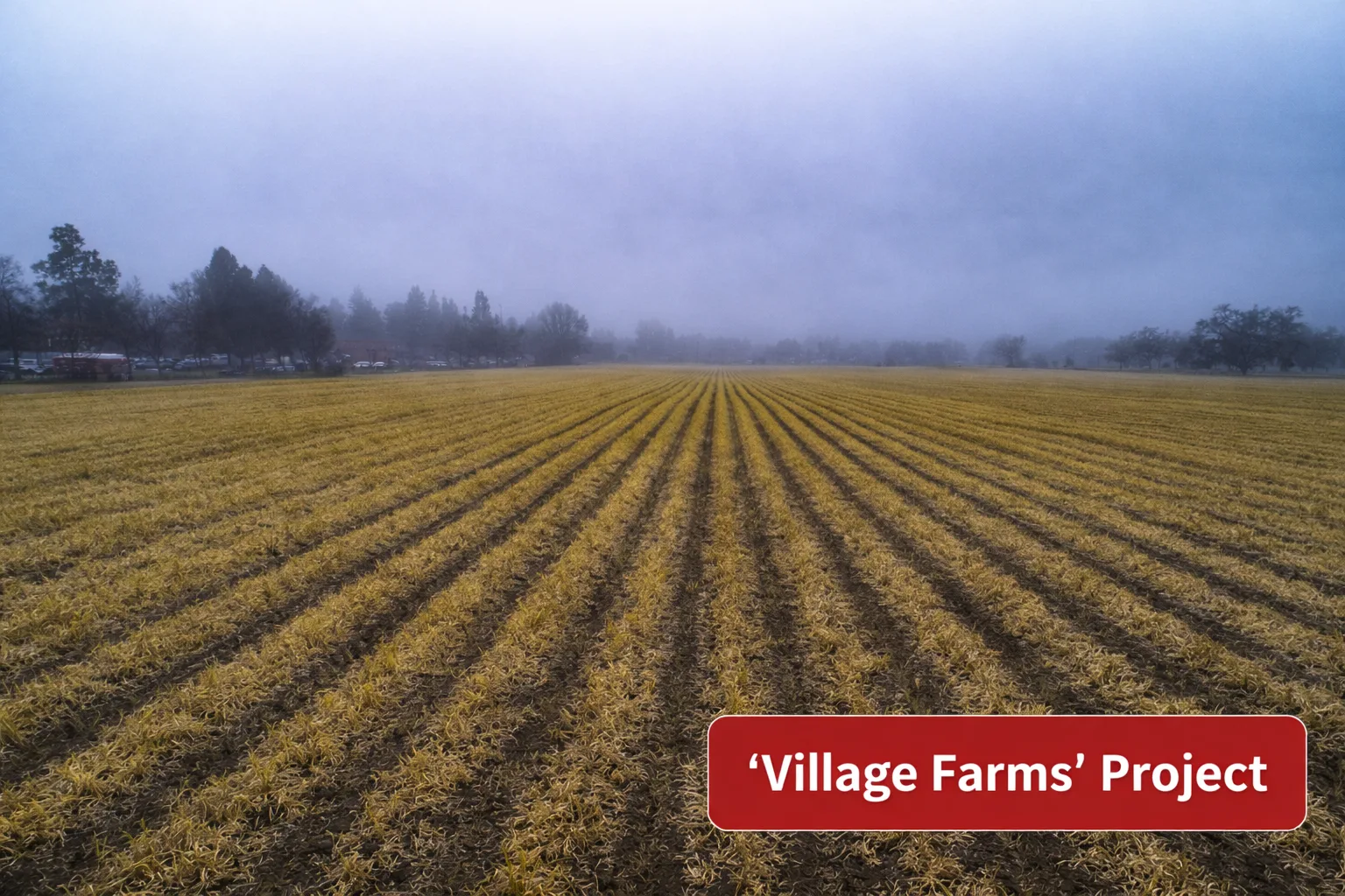 Campaign Releases Poll Showing Majority Support for Village Farms Measure V - Davis Vanguard