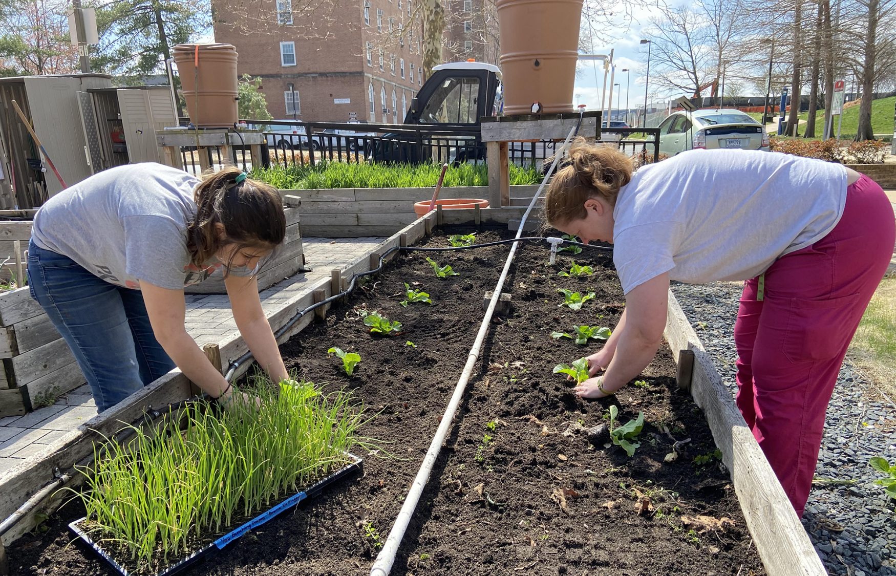 UMD is using its community garden to bolster its fight against food insecurity on campus - The Diamondback