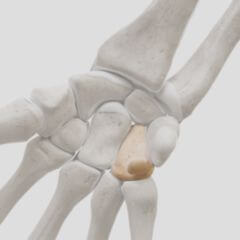 Os hamatum - DocCheck Flexikon