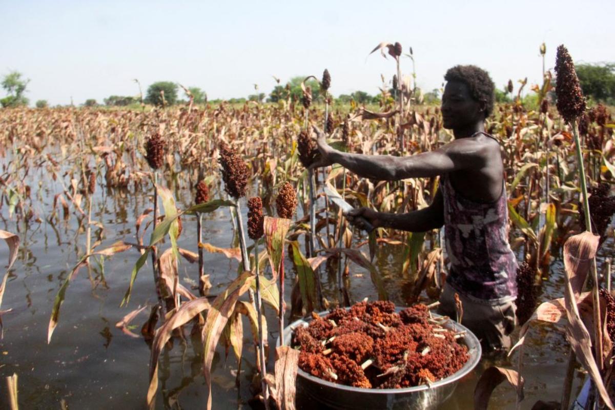 How does climate change threaten global food production? | Context by TRF