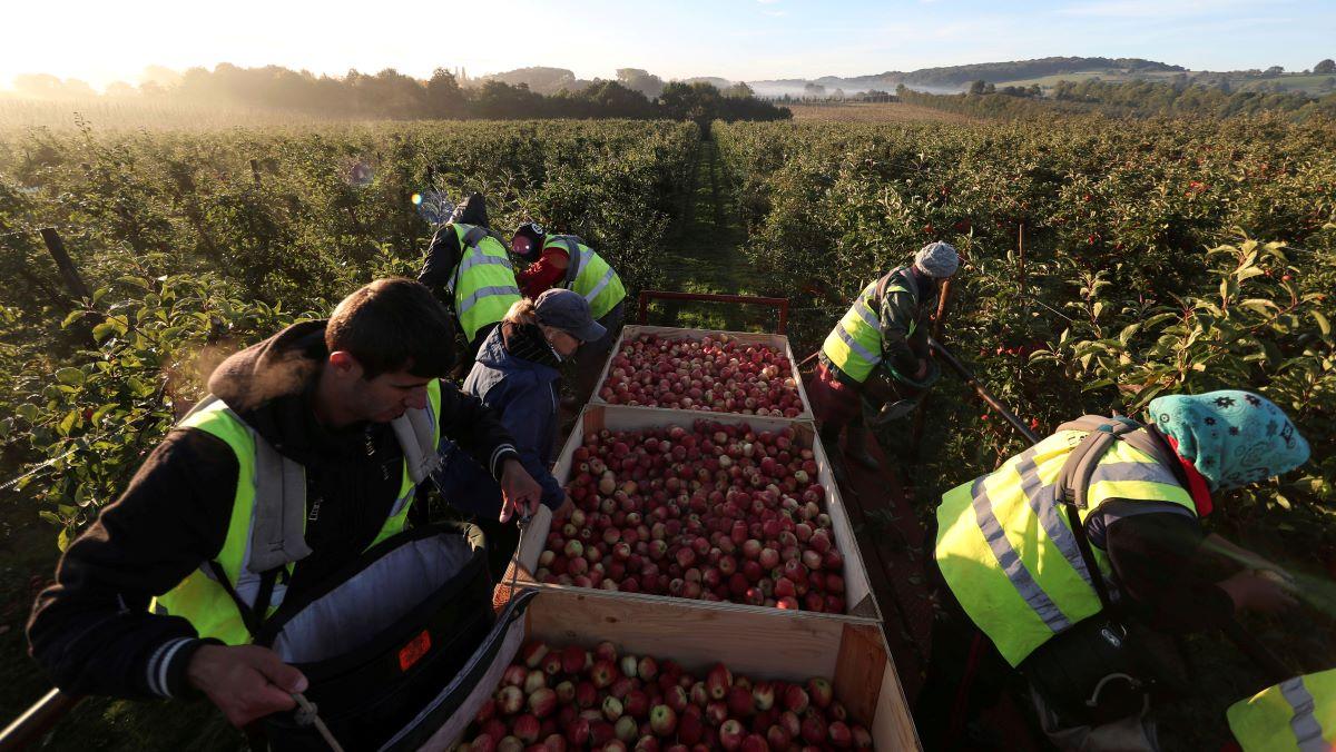 Migrant farm workers in UK trapped by recruitment debt bondage | Context by TRF