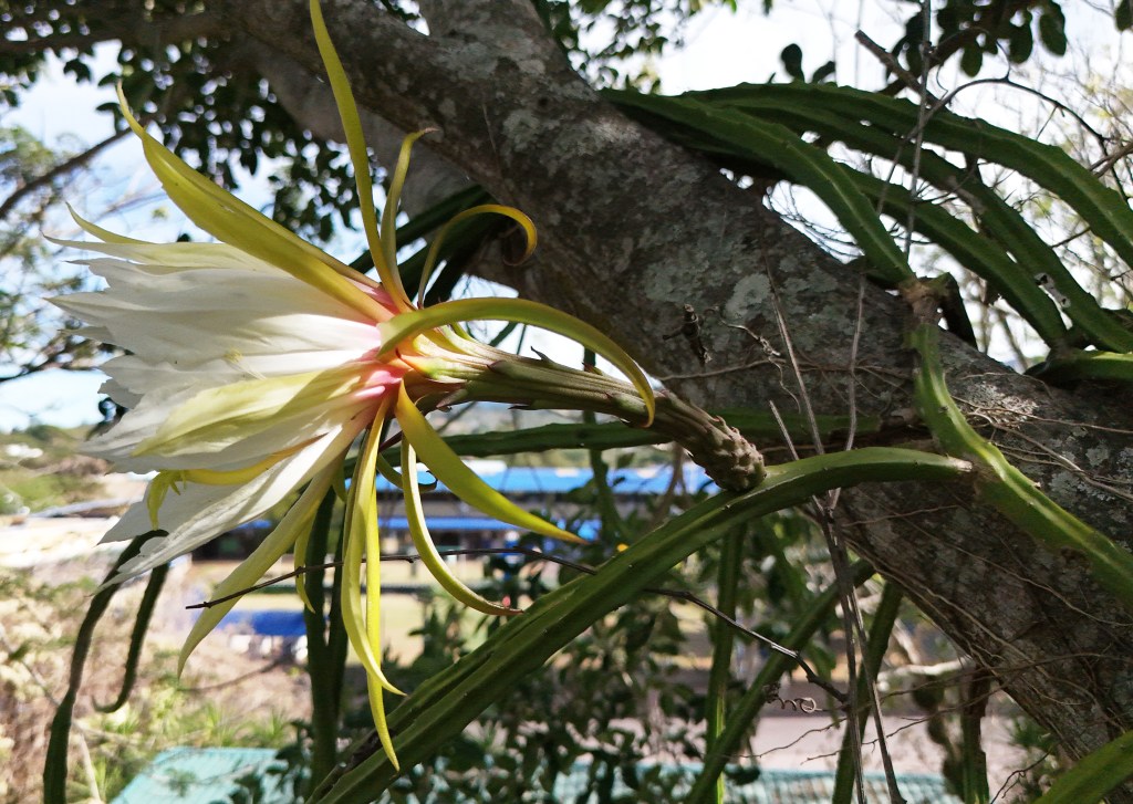 10 new species described by Garden scientists in 2025