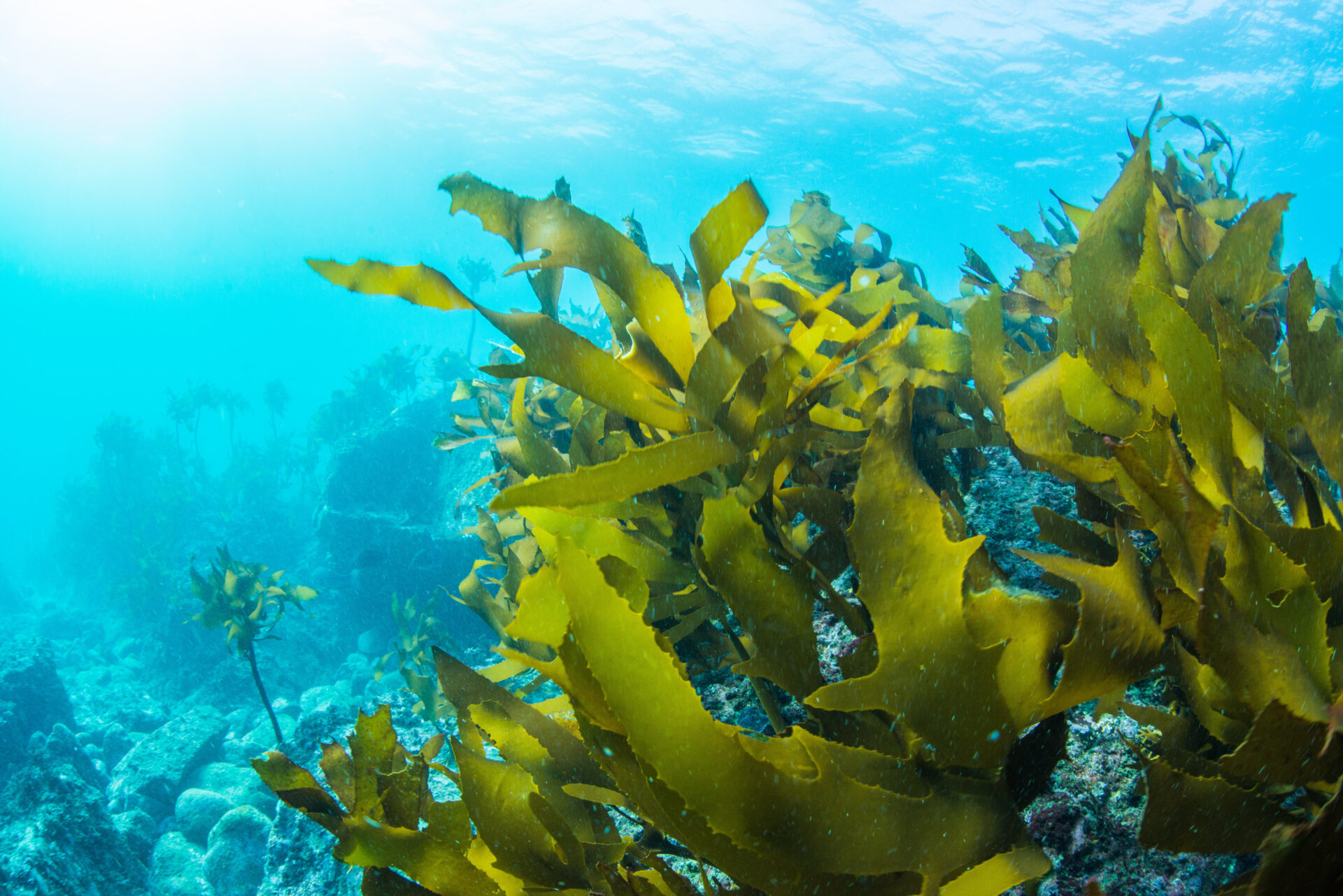 Weeding out the secrets of Red Sea macroalgae - KAUST Discovery